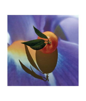 Parfum Loewe Solo Elixir 50 Vap M - Élégance en flacon