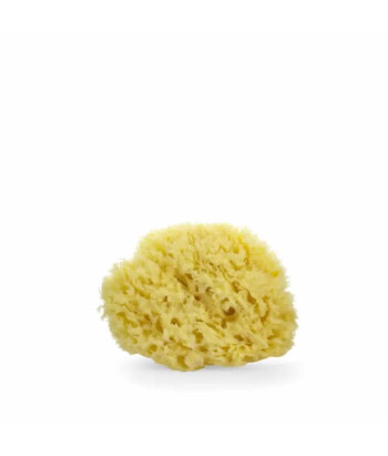 Lua & Lee Sponge 1 Unit