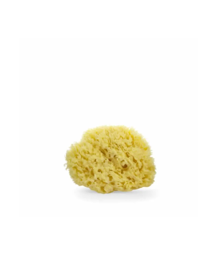 Lua & Lee Sponge 1 Unit